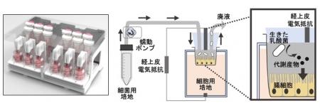 同じ乳酸菌でも、生存状態で働きが変わる。生きutf-8