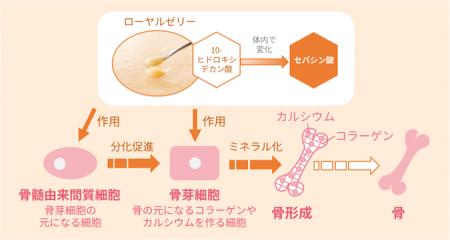 ローヤルゼリーは筋肉と骨の「ロコモティブシンドロー