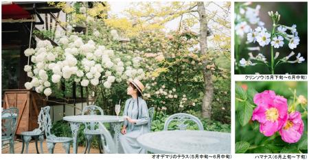 ROKKO森の音ミュージアムSIKIガーデンEarly Summutf-8