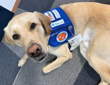 ホスピタル・ファシリティドッグ育成事業「小林製薬 