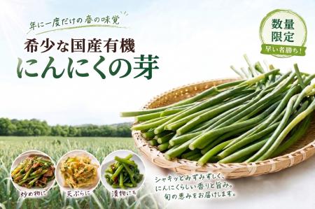 【早い者勝ち！】年に一度だけの春の味覚、希少な国産