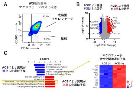 【横浜市立大学】iPS細胞由来マクロファージが腫utf-8