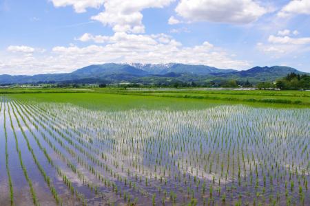 バイエル クロップサイエンス株式会社が販売する一部