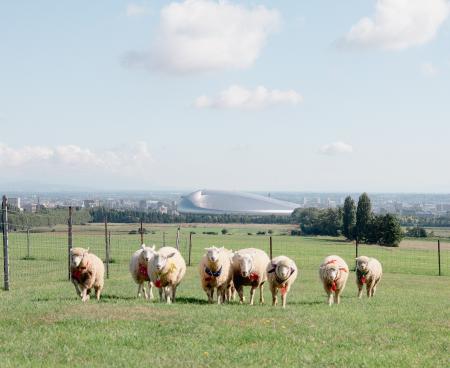さっぽろ羊ヶ丘展望台クラーク博士像50周年記念「ゴー