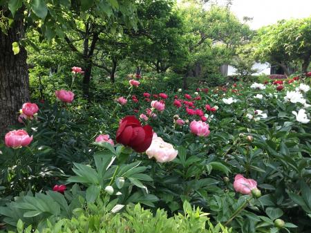 奈良県葛城市「石光寺 染寺」のシャクヤクが、ゴール