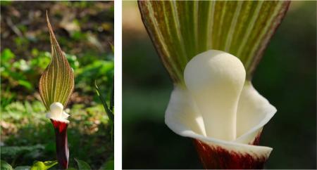 六甲高山植物園 ユニークな姿の人気者「ユキモチutf-8