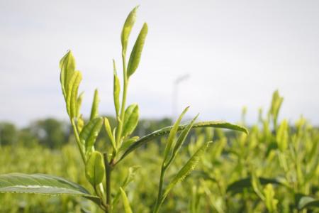 【狭山市】2026年狭山新茶のシーズン到来！狭山市で路