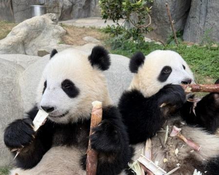 今年２歳を迎えるかわいい双子のパンダに会いに香港へ