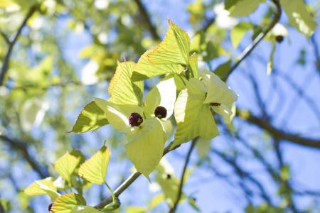 【埼玉県狭山市】幸福の白い「ハンカチノキ」が見ごろ
