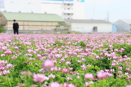高槻市三島江で春の風景広がるレンゲ畑が見頃