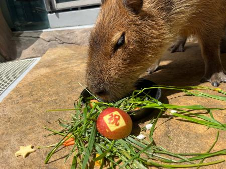 バースデーケーキを作ってもらえる方を大募集！カピバ