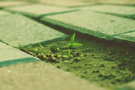 abt、ネオニコ系農薬問題プログラムの2026年度助成4件