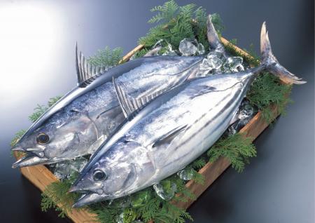 全国4万5千人調査で判明！土佐久礼(高知県中土佐町)が