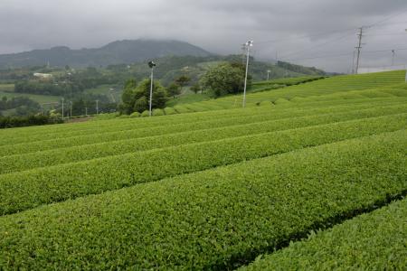 商売に正直に。利益のために大量生産するのではなく、