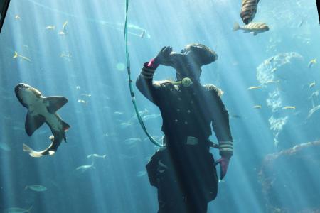 【下田海中水族館】第87回下田黒船祭を盛り上げるぞ！