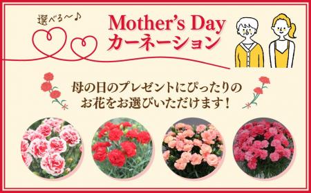 【茨城県常陸太田市】新色登場！母の日カーネーション
