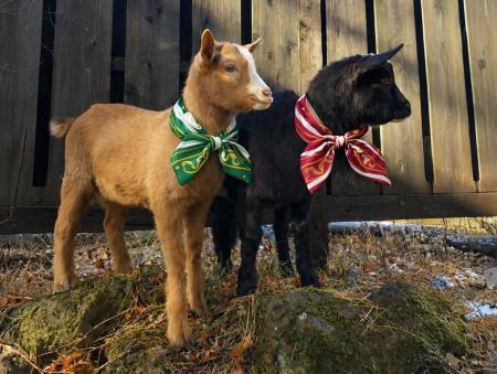 富士山の麓で「ヤギのシツジ」がお出迎え。HANZ OUTDO