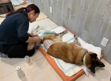 高齢化するペット社会の“空白“を埋める　シニア犬・要