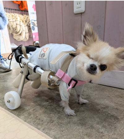 老犬介護士×【モノづくりのまち東大阪】職人技が融合