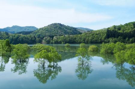 春だけ現れる“湖の森” 西和賀町の水没林が見頃に