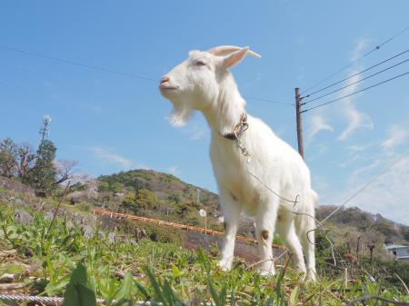「草刈りヤギちゃん」冬季限定で学校・企業・福祉施設