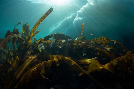世界自然遺産・知床のまち北海道羅臼町にて、豊かな海