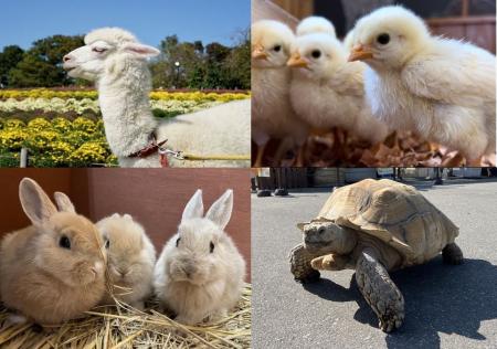 【アトレ亀戸×東武動物公園×ビオレ】アトレ亀戸の屋上