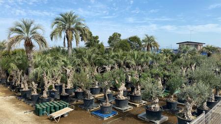 海外希少樹木などを取扱う植栽大型専門プロショutf-8