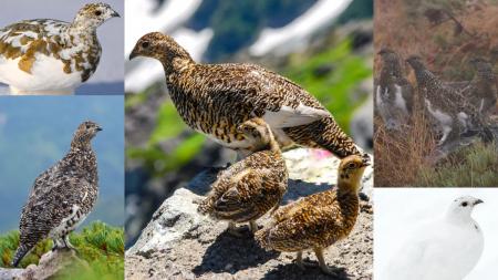 「YAMAP」が長野県のライチョウ保護活動をサポートす