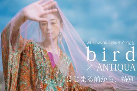birdの歌声をまとう。ANTIQUAがWHATAWON 2周年ライブ