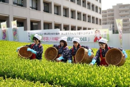 【埼玉県入間市】”市役所の茶畑”で新茶を五感で体感す