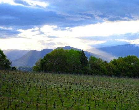 【長野・飯綱町】生産者と歩く広大なぶどう園トレッキ