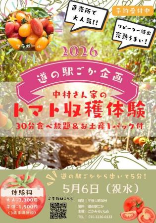 【茨城県五霞町】大人気のトマト収穫体験がふるさと納