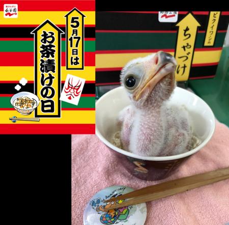 5月17日＝お茶漬けの日は、ヘビクイワシ「ちゃづけ」