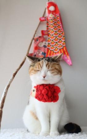 いなばペットフード　わんちゃん・猫ちゃんとの「こど