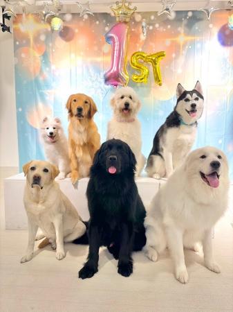大型犬カフェPawsFanが開業1周年。サモエド「いろは」