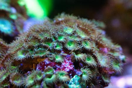 【広島もとまち水族館】ゴールデンウィーク企画「マリ