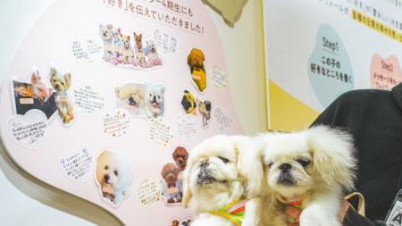 愛犬家300名以上の想いが集結。コノコトトモニ が日本