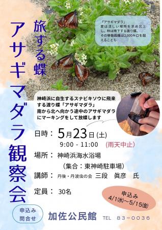 【5月23日開催】舞鶴・神崎浜で「アサギマダラ」観察