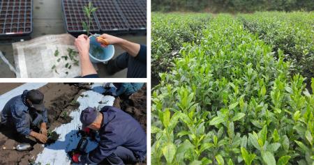 埼玉県茶業研究所と日本初の官民共同で育成したutf-8