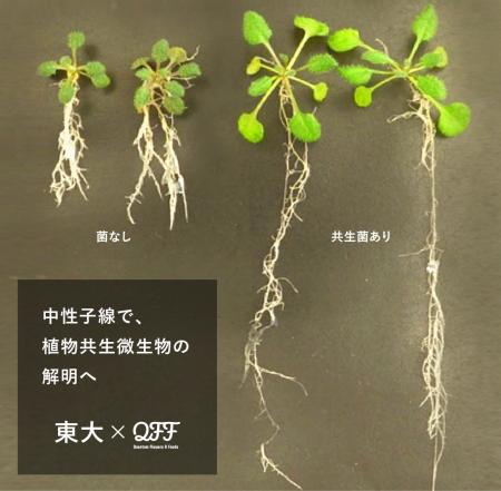 【東京大学 晝間研究室×QFF】中性子線を活用した植物