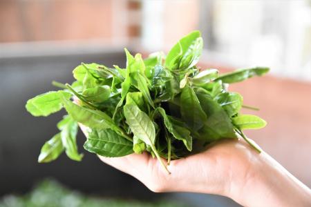 【埼玉県狭山市】狭山新茶まつりの新茶が完成！限定15