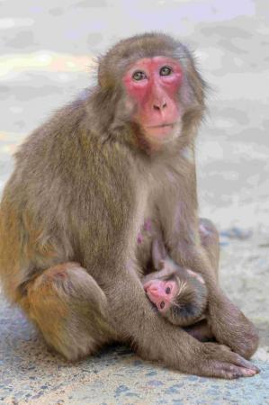 【大分県大分市】「高崎山第１号赤ちゃんザル」が誕生