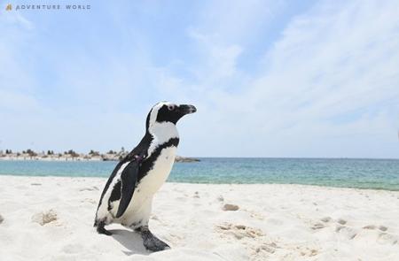 本州一早い海開きに「出張ペンギンカフェ＆ペンギンロ