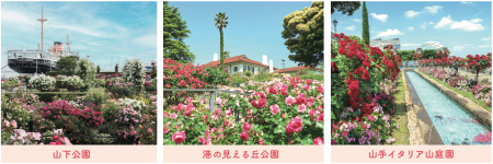 横浜の街が“バラ”色に染まる１ヶ月！詳細決定！　【横