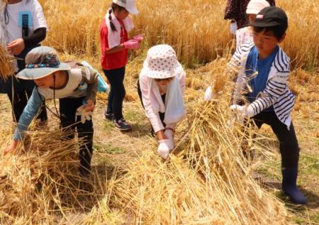 大人の手は借りない！小学生が手作業でもち麦を収穫す