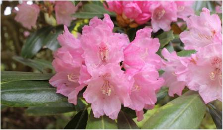 六甲高山植物園 ベストシーズン到来！花木の王様utf-8