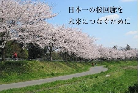 散策できる日本一長い桜回廊を未来へつなぐためのクラ