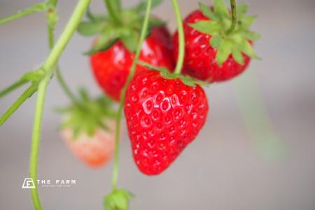 【5月平日限定】農園リゾート THE FARM、朝食ビュッフ