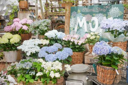 母の日ギフトに変化、“長く楽しめる植物”人気のutf-8